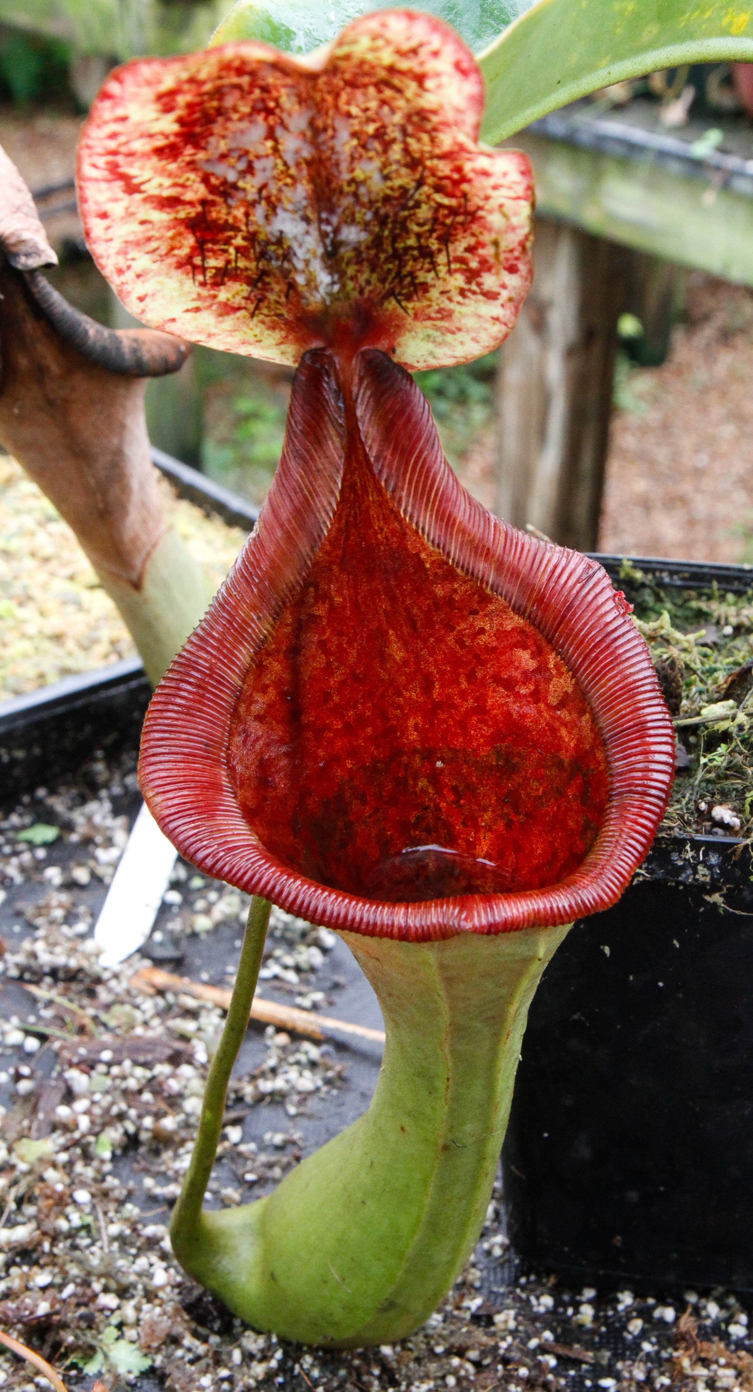 Nepenthes truncata (d) x lowii Trusmadi, CAR-0061 – Carnivero