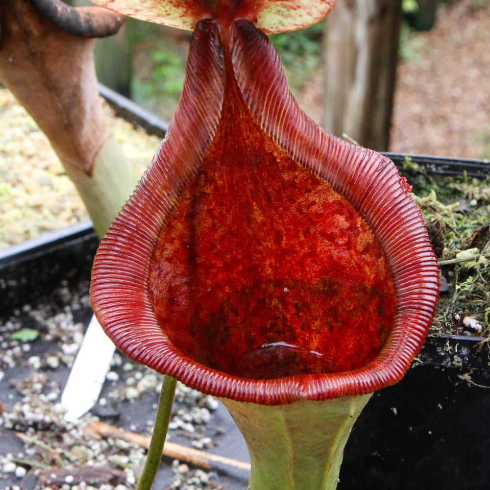 
                      
                        Nepenthes truncata (d) x lowii Trusmadi, CAR-0061
                      
                    