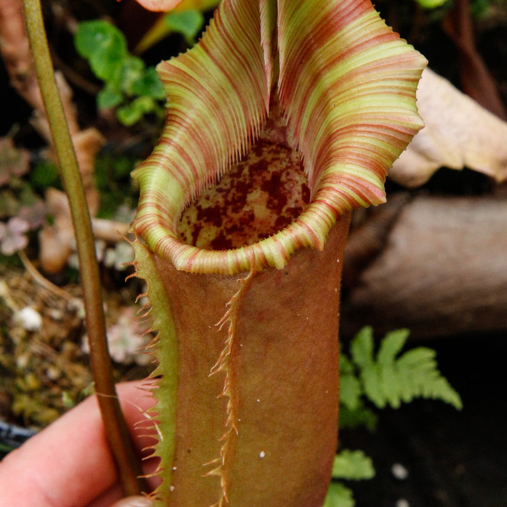 Nepenthes lowii x veitchii
