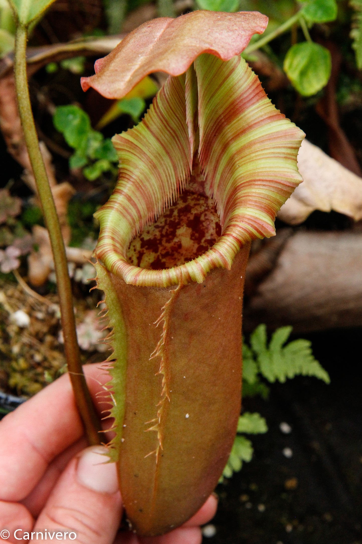 Nepenthes lowii x veitchii