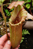 Nepenthes lowii x veitchii