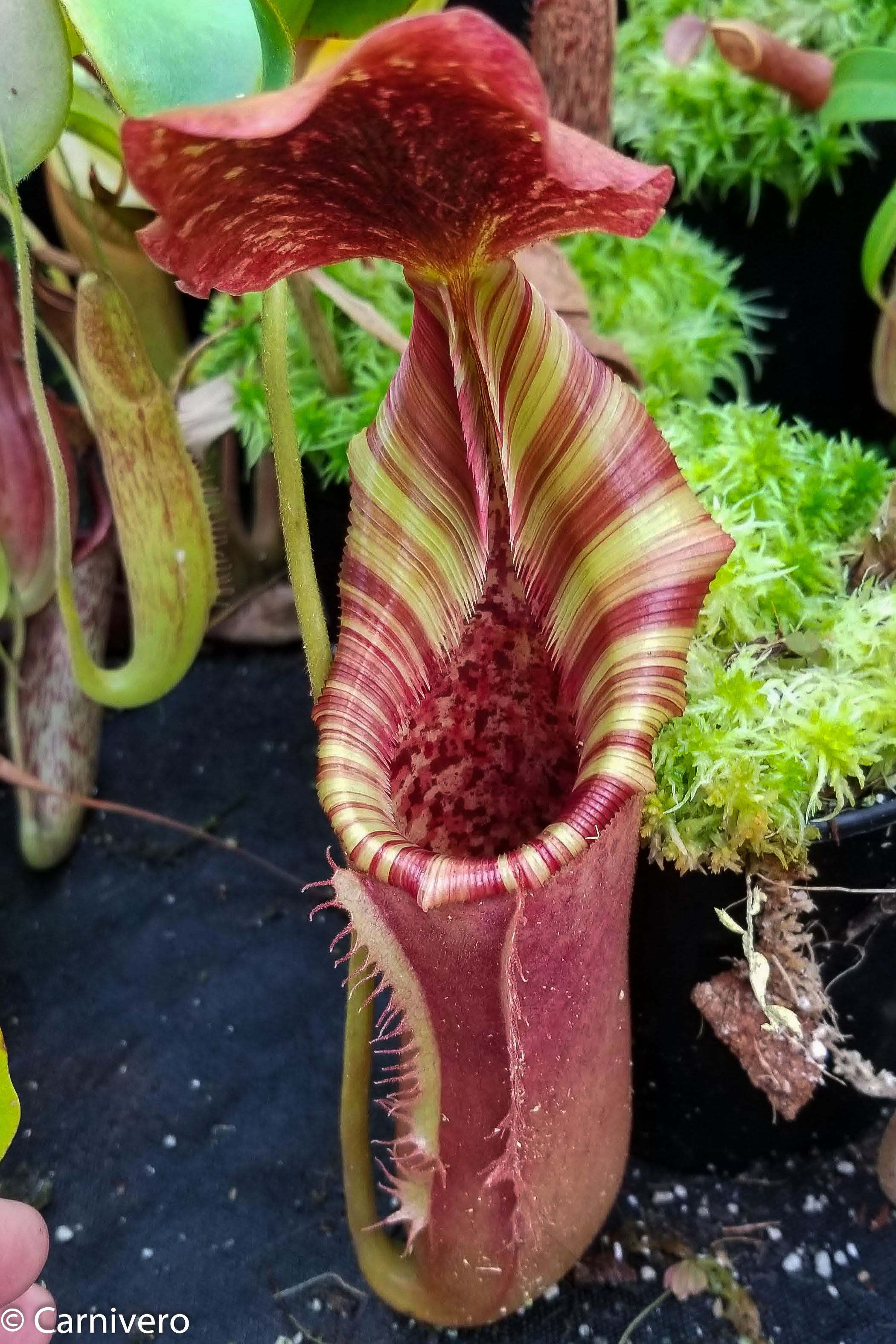 Nepenthes veitchii 'Big Mama' x lowii, CAR-1150 – Carnivero