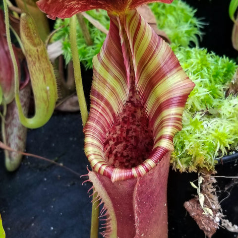Nepenthes lowii x veitchii pitcher with broad maroon hood and striped pale green to red rim open at the mouth