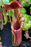 Nepenthes lowii x veitchii