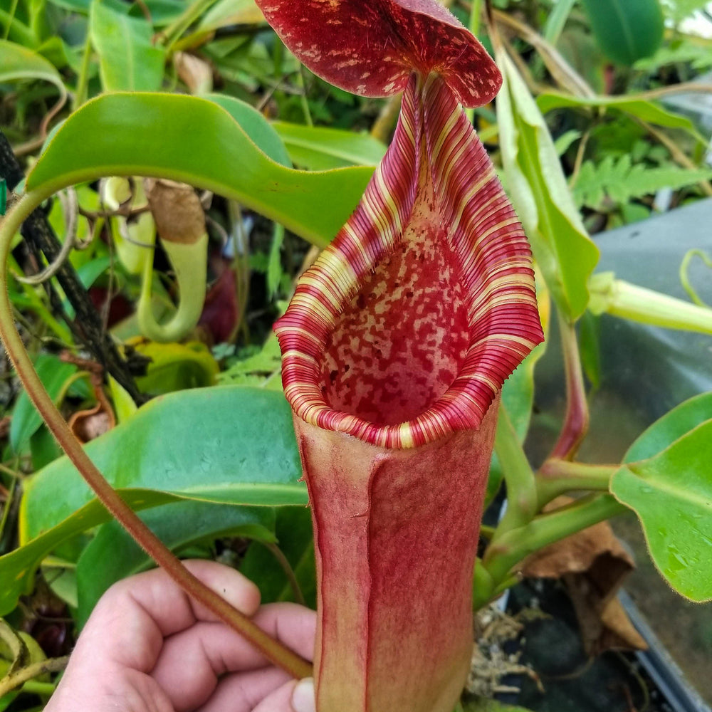 
                      
                        Nepenthes lowii x veitchii
                      
                    