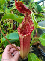 Nepenthes lowii x veitchii