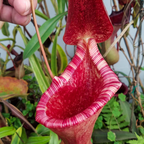 Close up of a red Nepenthes pitcher plant with tall curved hood and pink striped rim