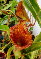 Nepenthes lowii x ventricosa "Giant" - Exact Plant 03/29/24