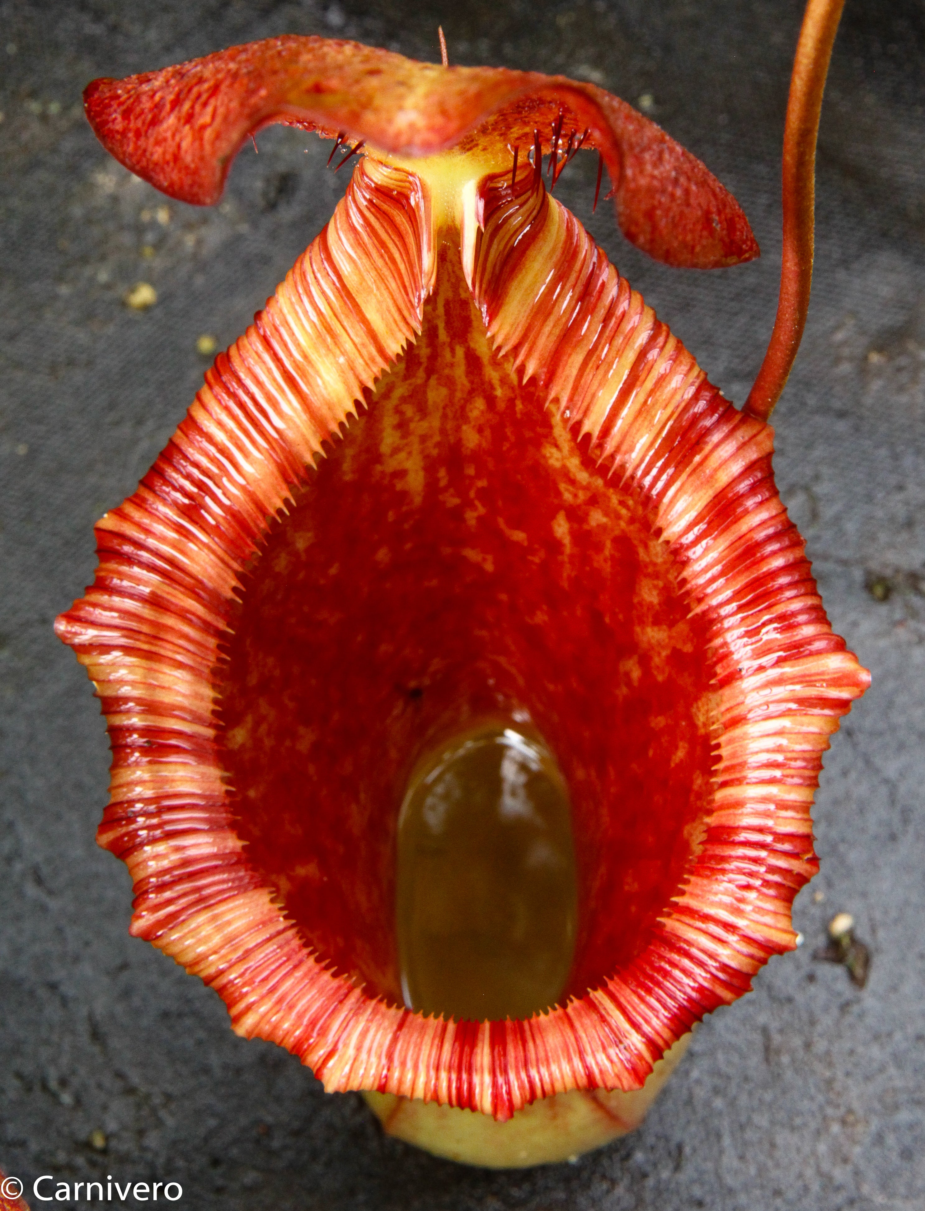 Nepenthes lowii x ventricosa 