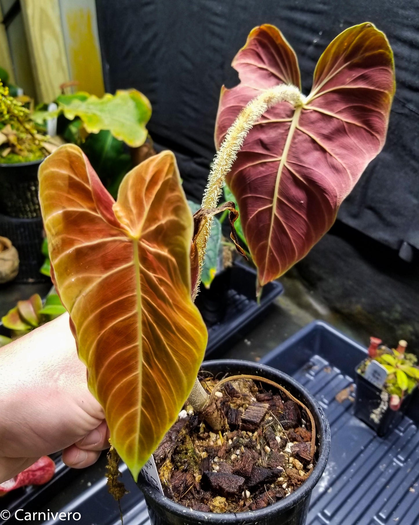 philodendron tamarindo Philodendron verrucosum "Carmin" – Carnivero