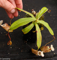 Nepenthes macfarlanei, CAR-0016