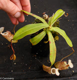 Nepenthes macfarlanei, CAR-0016