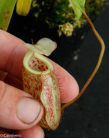 Nepenthes macfarlanei, CAR-0016