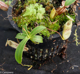 Nepenthes macfarlanei, CAR-0016