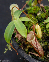 Nepenthes macfarlanei, CAR-0016