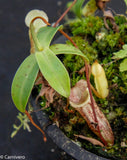 Nepenthes macfarlanei, CAR-0016