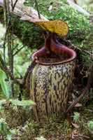 Nepenthes macfarlanei, CAR-0016