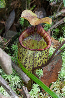 Nepenthes macfarlanei, CAR-0016
