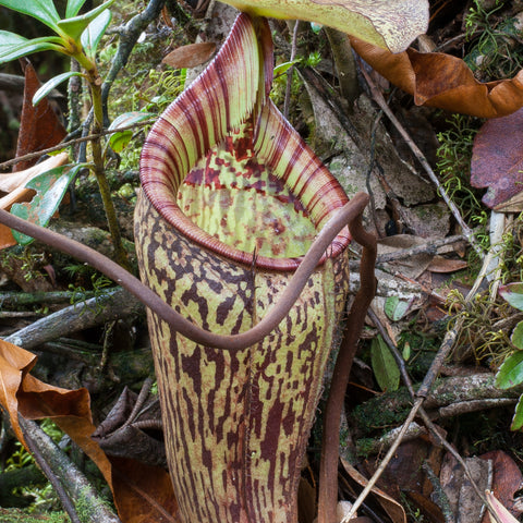 Nepenthes macfarlanei CAR-0016 with tall striped pitcher growing among moss and forest debris.