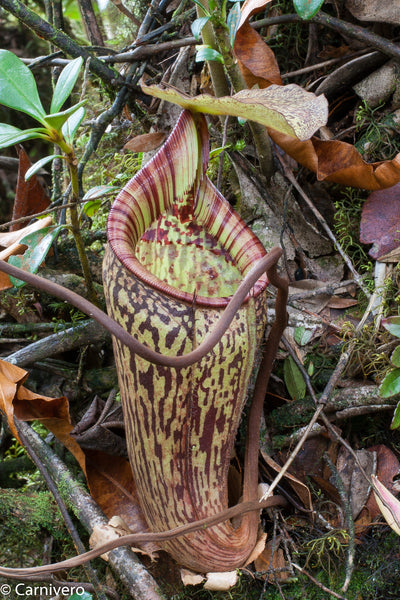 Nepenthes macfarlanei, CAR-0016