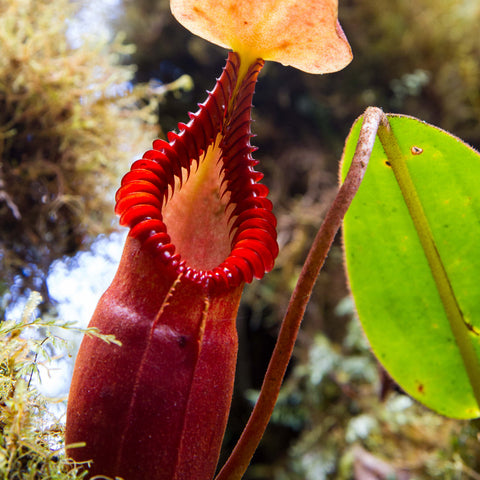 Close-up of Nepenthes macrophylla pitcher with a red ribbed peristome and pale yellow lid