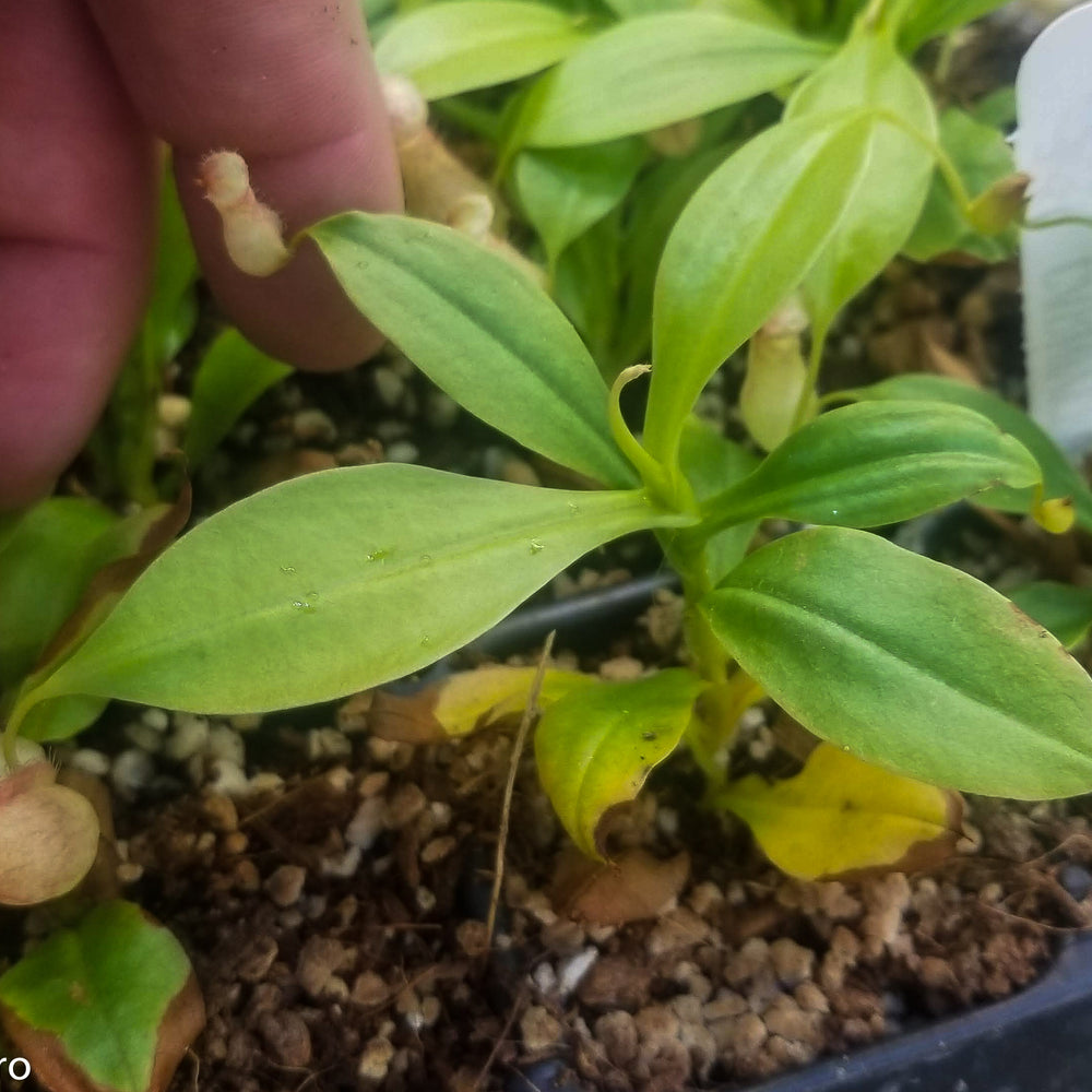 
                      
                        Nepenthes madagascariensis, BE-3247
                      
                    