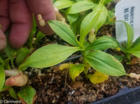 Nepenthes madagascariensis, BE-3247