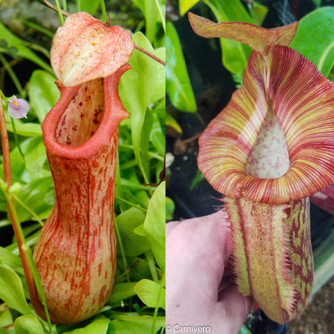 Two Nepenthes Maggie Jones hybrids side by side left tall orange red pitcher right broad red striped pitcher with wide mouth
