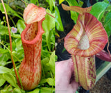 Nepenthes Maggie Jones x {(rokko x boschiana) x [rokko x (fusca x spectabilis)] x TM]} , CAR-0085, pitcher plant, carnivorous plant, collectors plant, large pitchers, rare plants