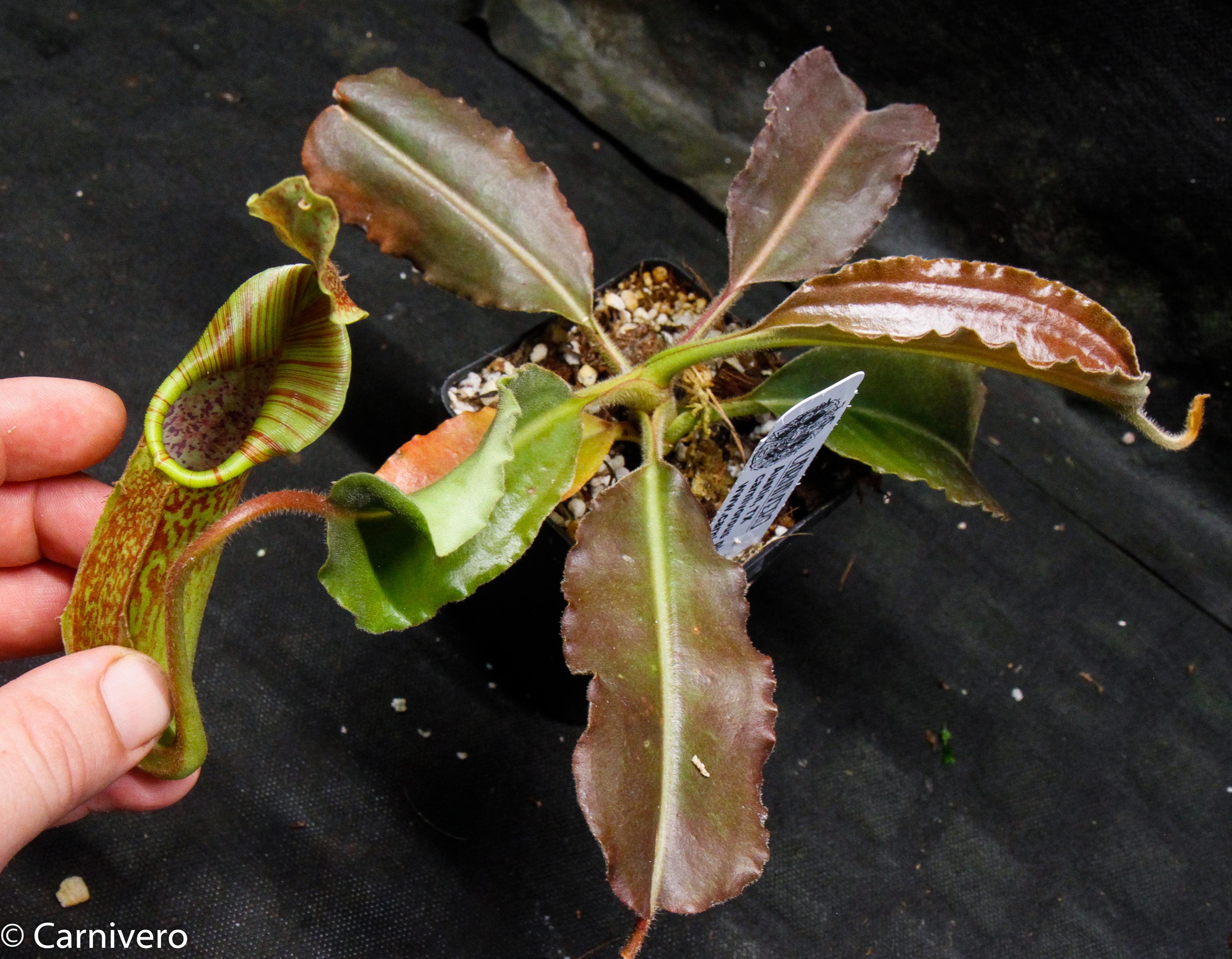 Nepenthes maxima BE-3786 – Carnivero