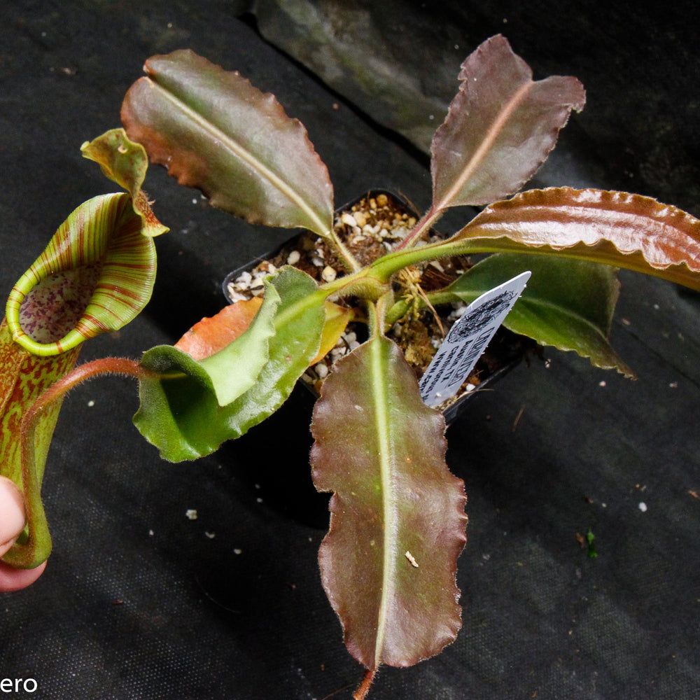 
                      
                        Nepenthes maxima BE-3786
                      
                    