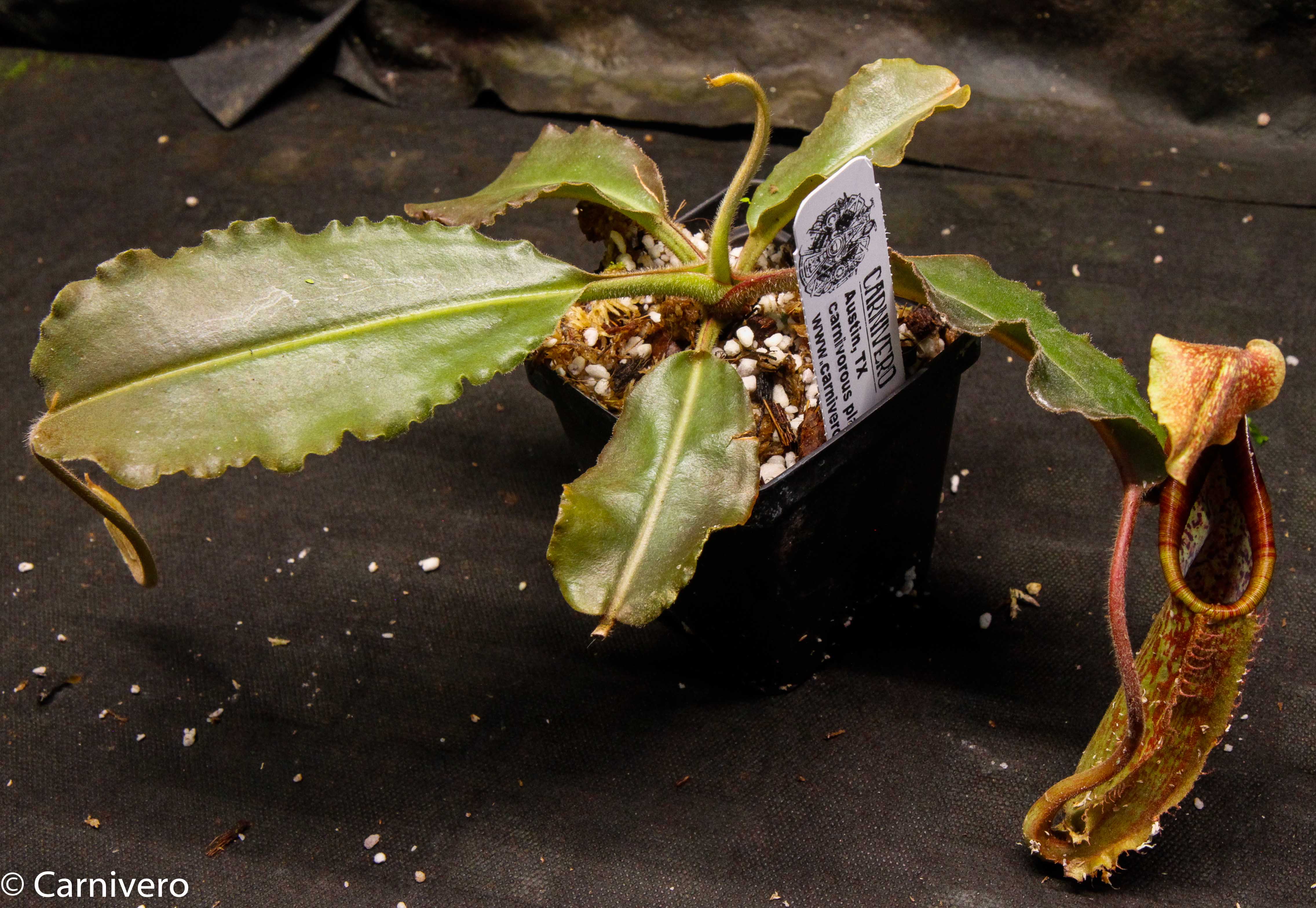 Nepenthes maxima BE-3786 – Carnivero