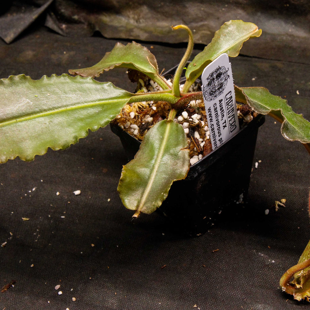 
                      
                        Nepenthes maxima BE-3786
                      
                    