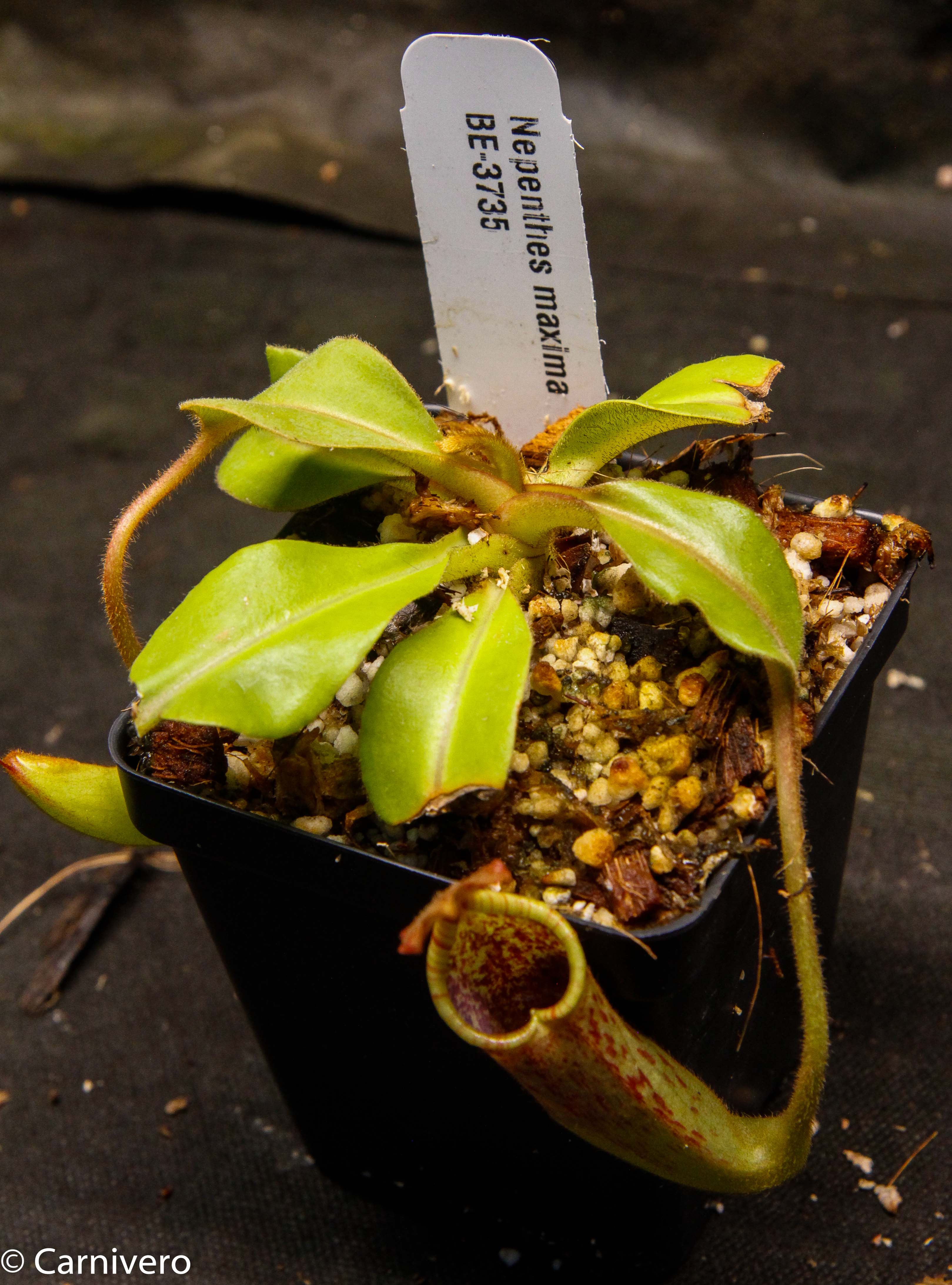 ペニュ Nepenthes maxima, BE-3735 – Carnivero