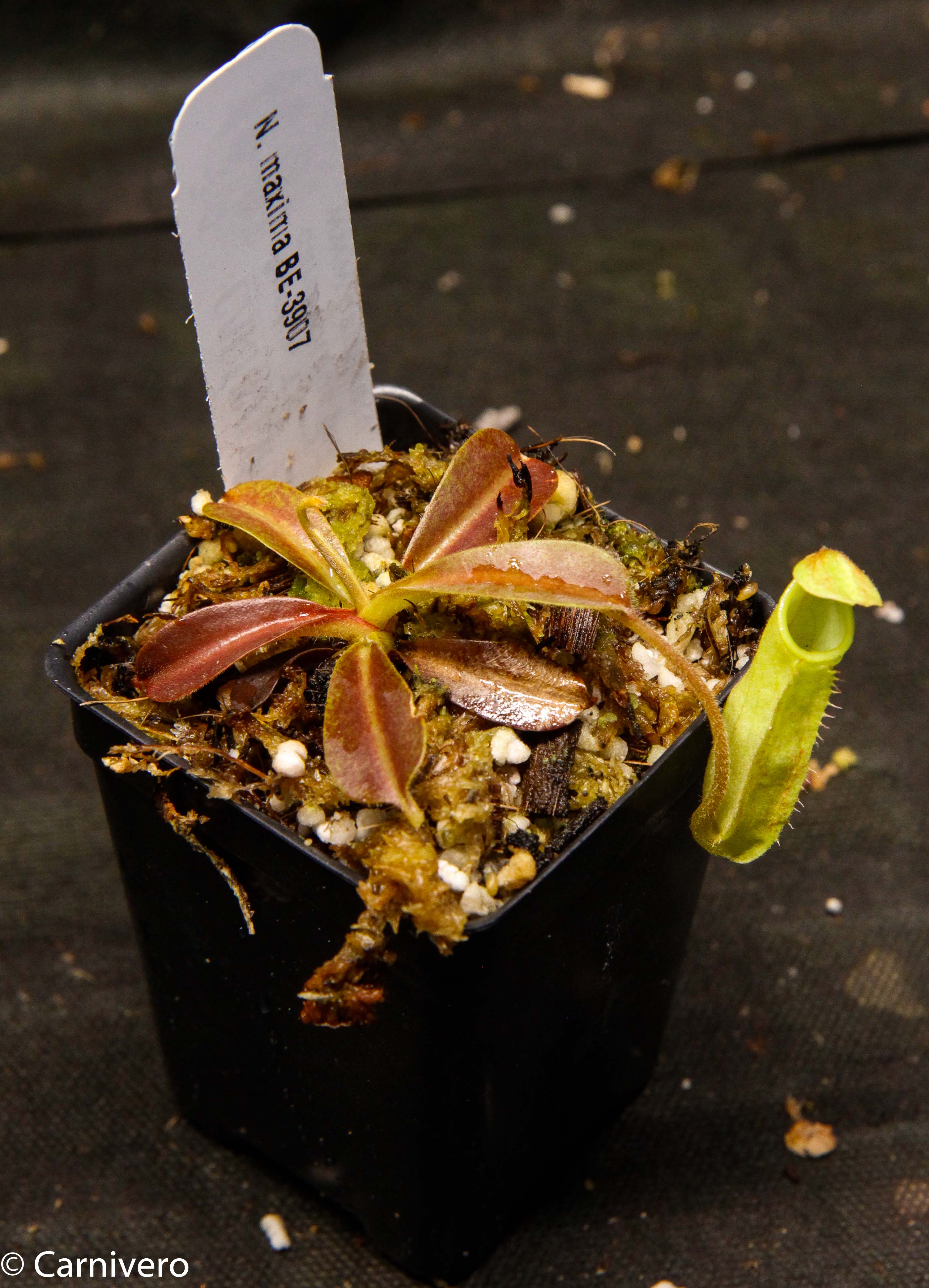Nepenthes maxima, BE-3907 – Carnivero