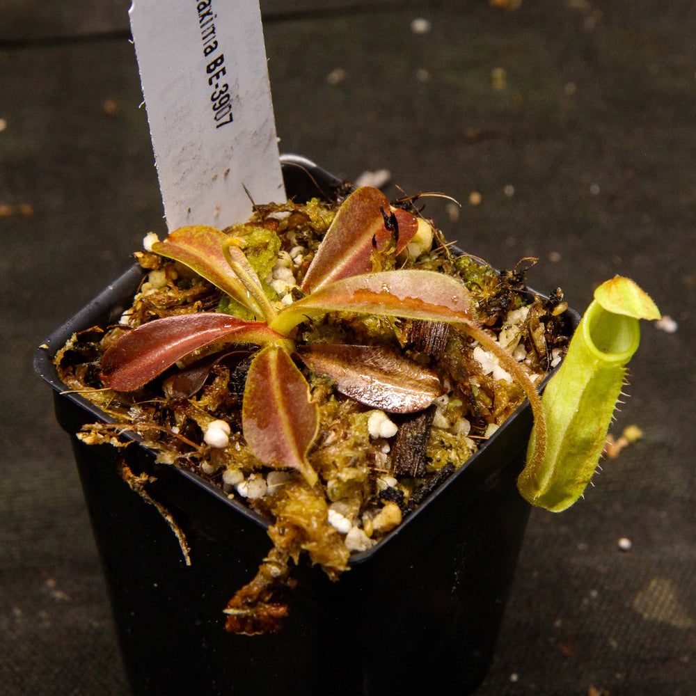 
                      
                        Nepenthes maxima, BE-3907
                      
                    