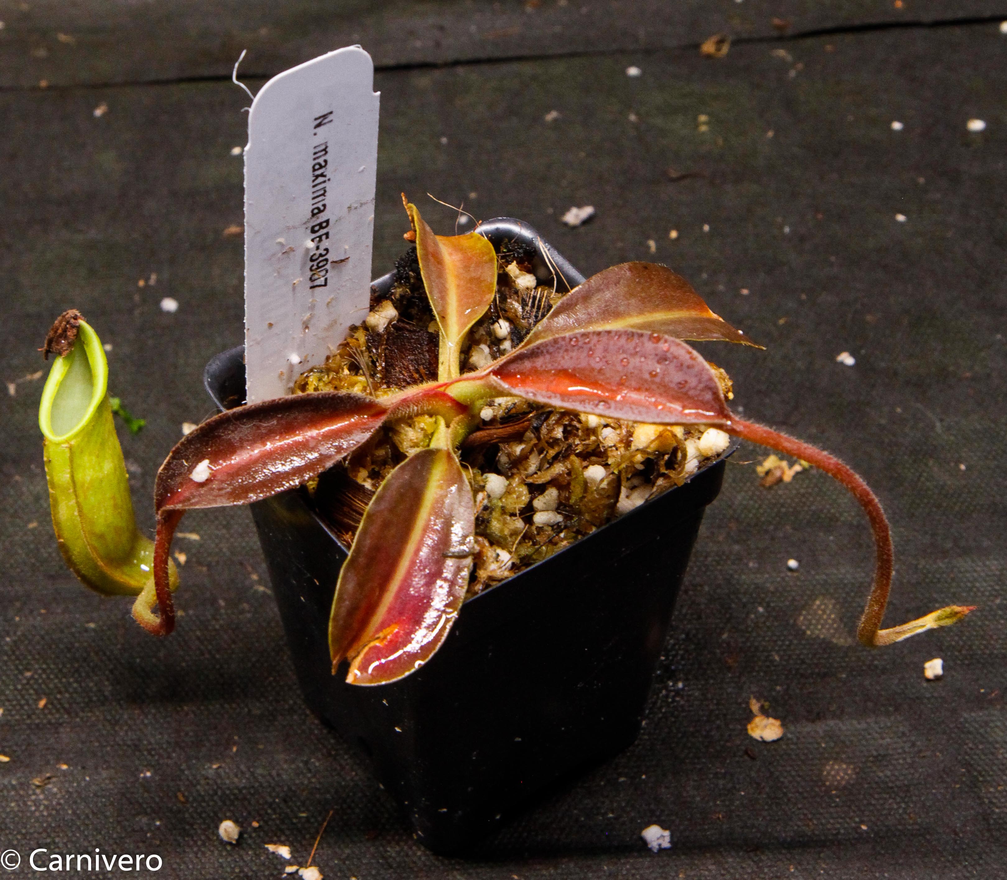 ペテンシー Nepenthes maxima, BE-3907 – Carnivero