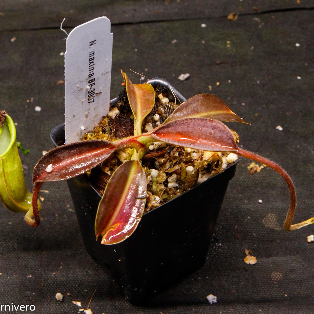 
                      
                        Nepenthes maxima, BE-3907
                      
                    