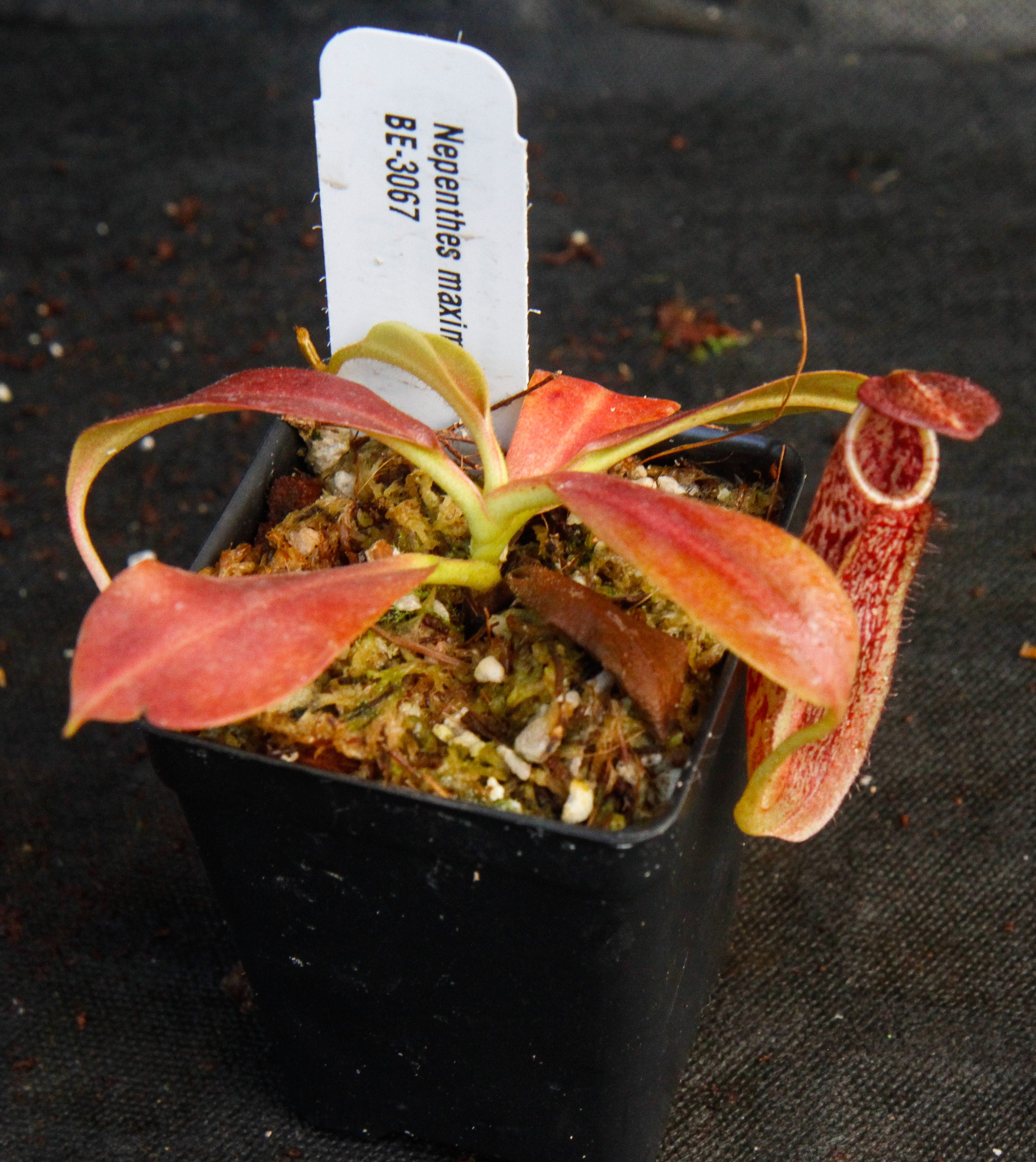 リゾレーヌ Nepenthes maxima, BE-3067 – Carnivero