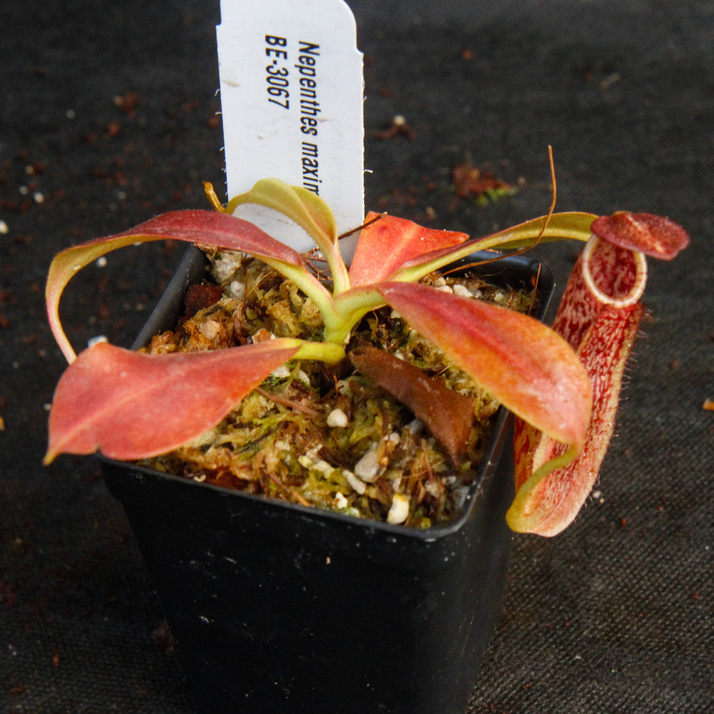 
                      
                        Nepenthes maxima, BE-3067
                      
                    