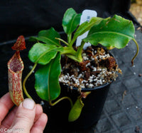 Nepenthes maxima, BE-3735