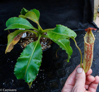 Nepenthes maxima, BE-3735