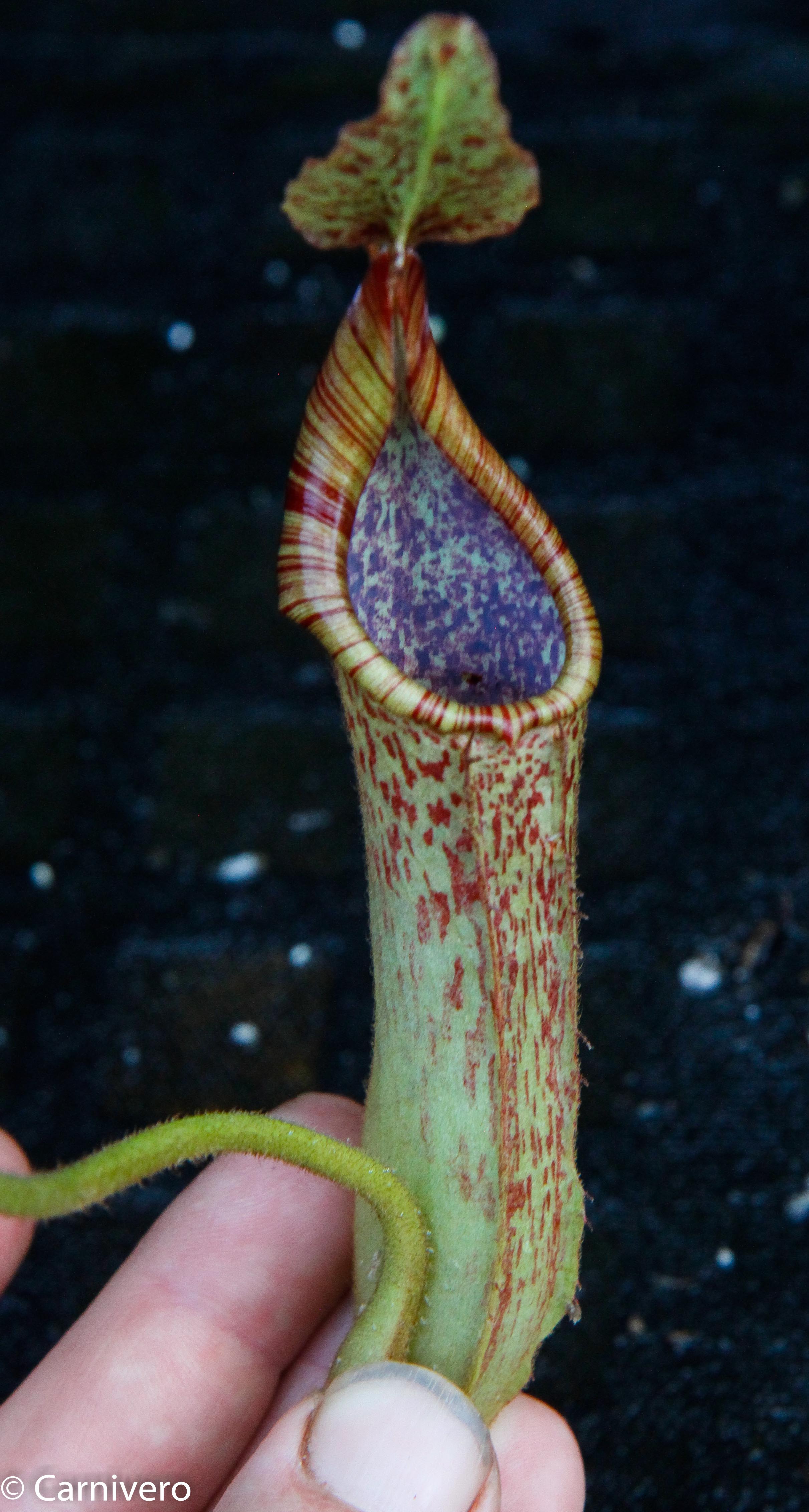 Nepenthes maxima, BE-3735 – Carnivero