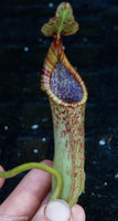 Nepenthes maxima, BE-3735
