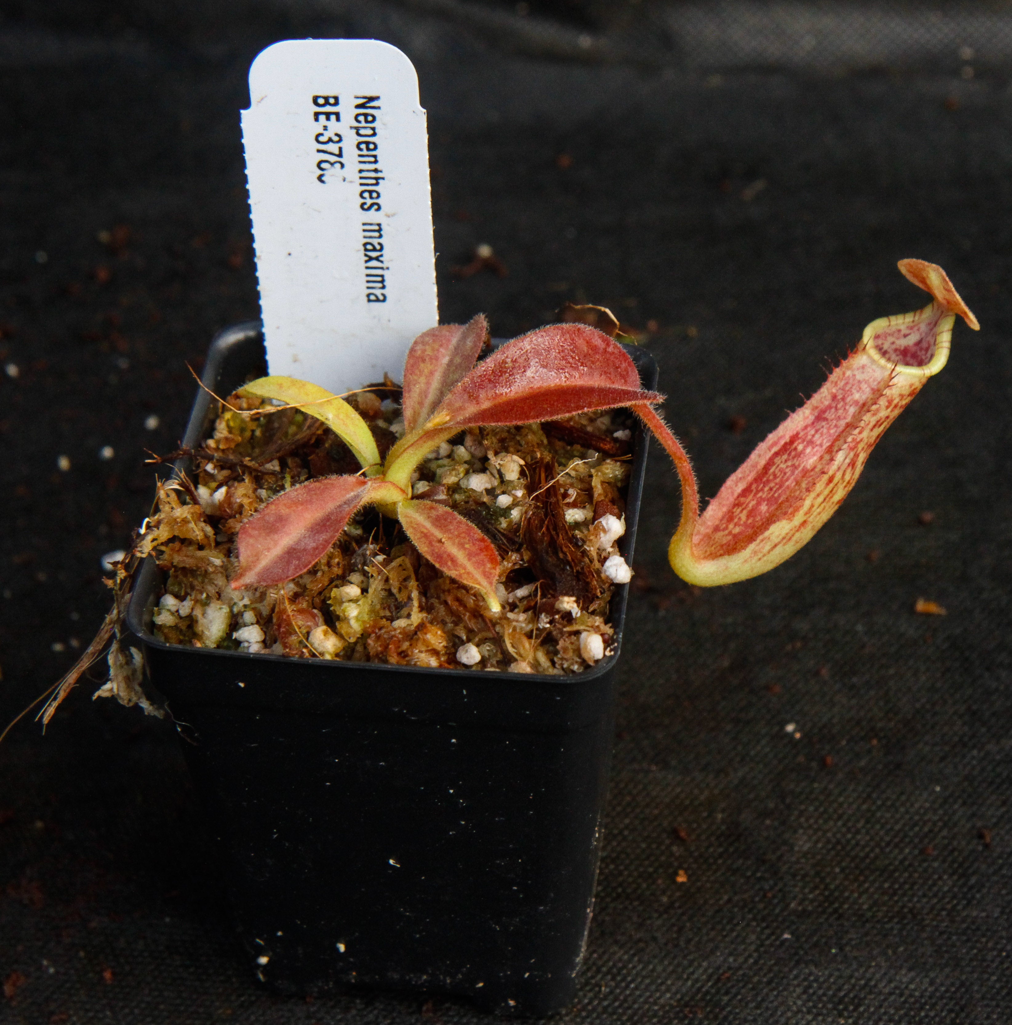 mamema Nepenthes maxima BE-3786 – Carnivero