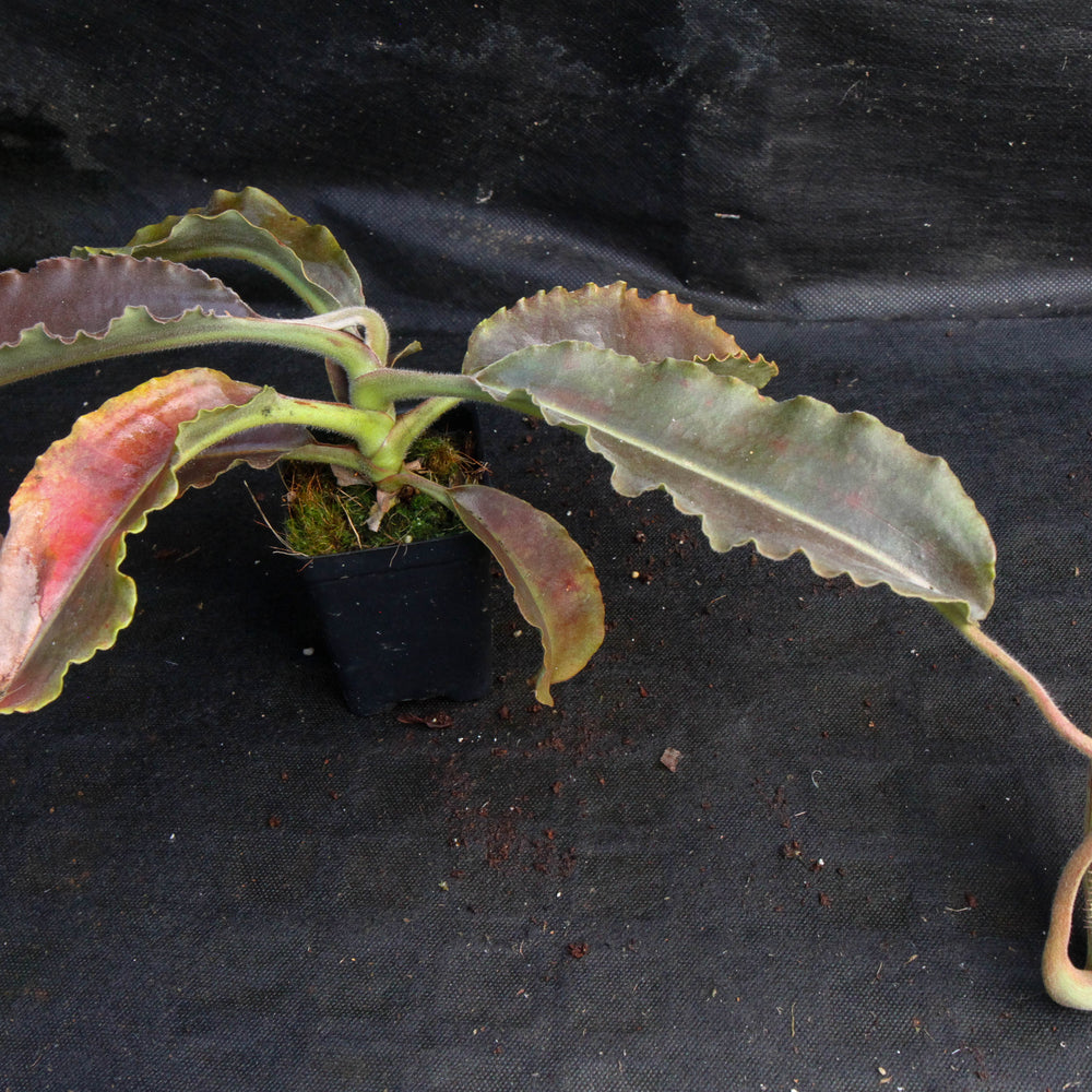 Nepenthes maxima BE-3786
