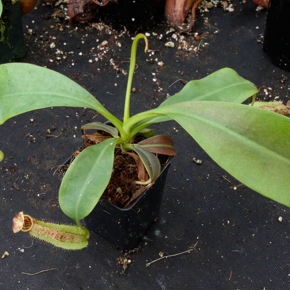 
                      
                        Nepenthes maxima, BE-3067
                      
                    