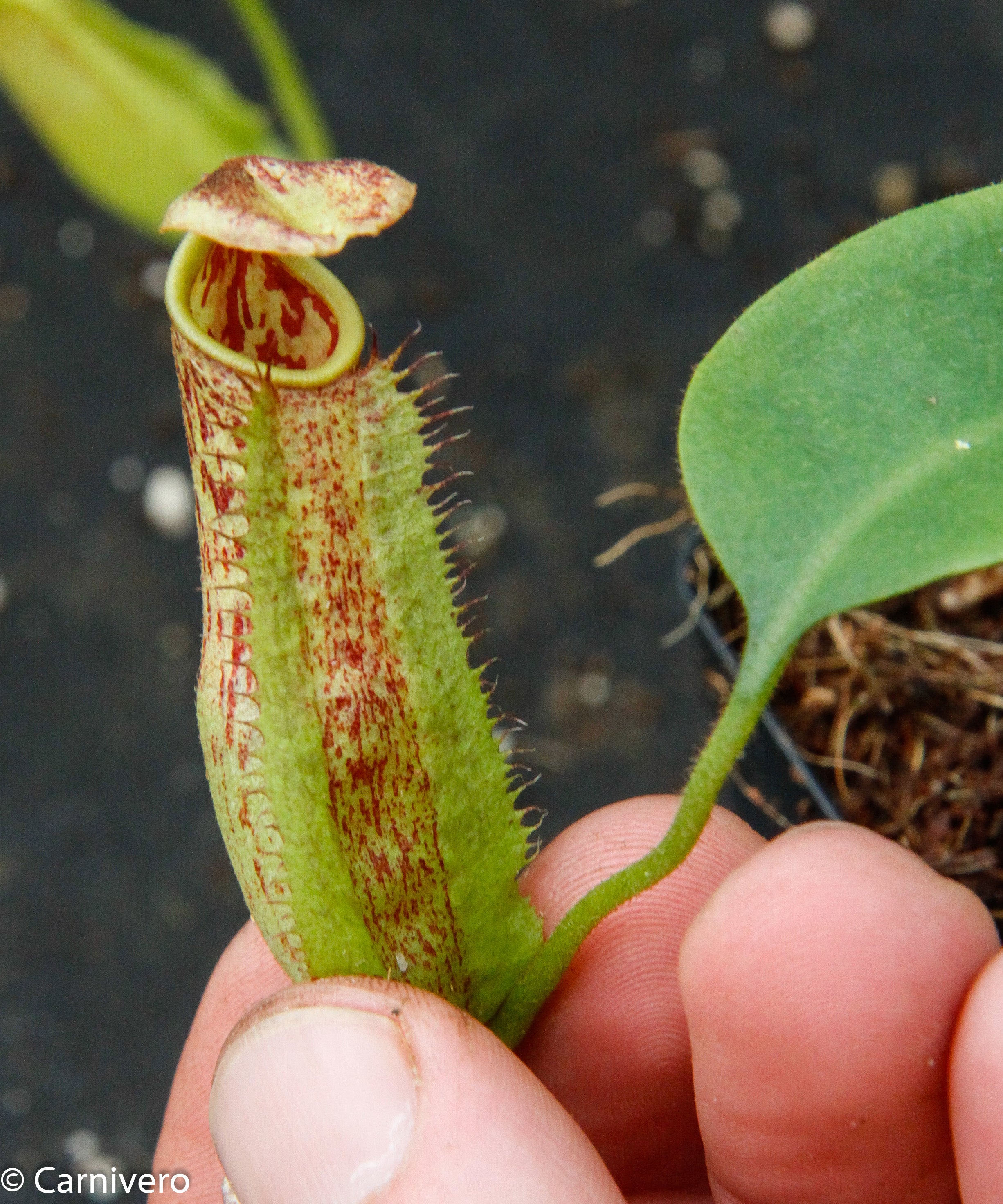 Nepenthes maxima, BE-3067 – Carnivero