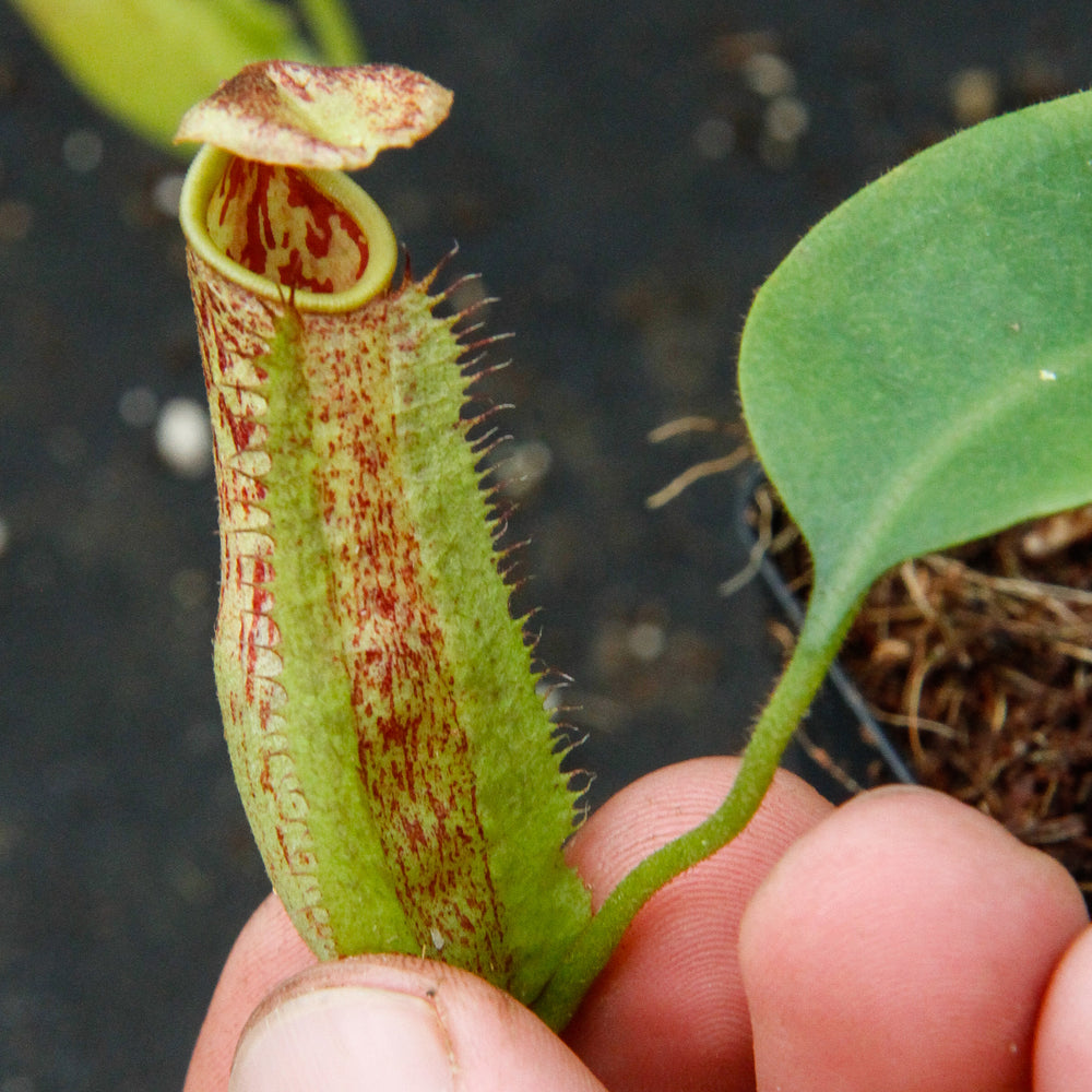 
                      
                        Nepenthes maxima, BE-3067
                      
                    