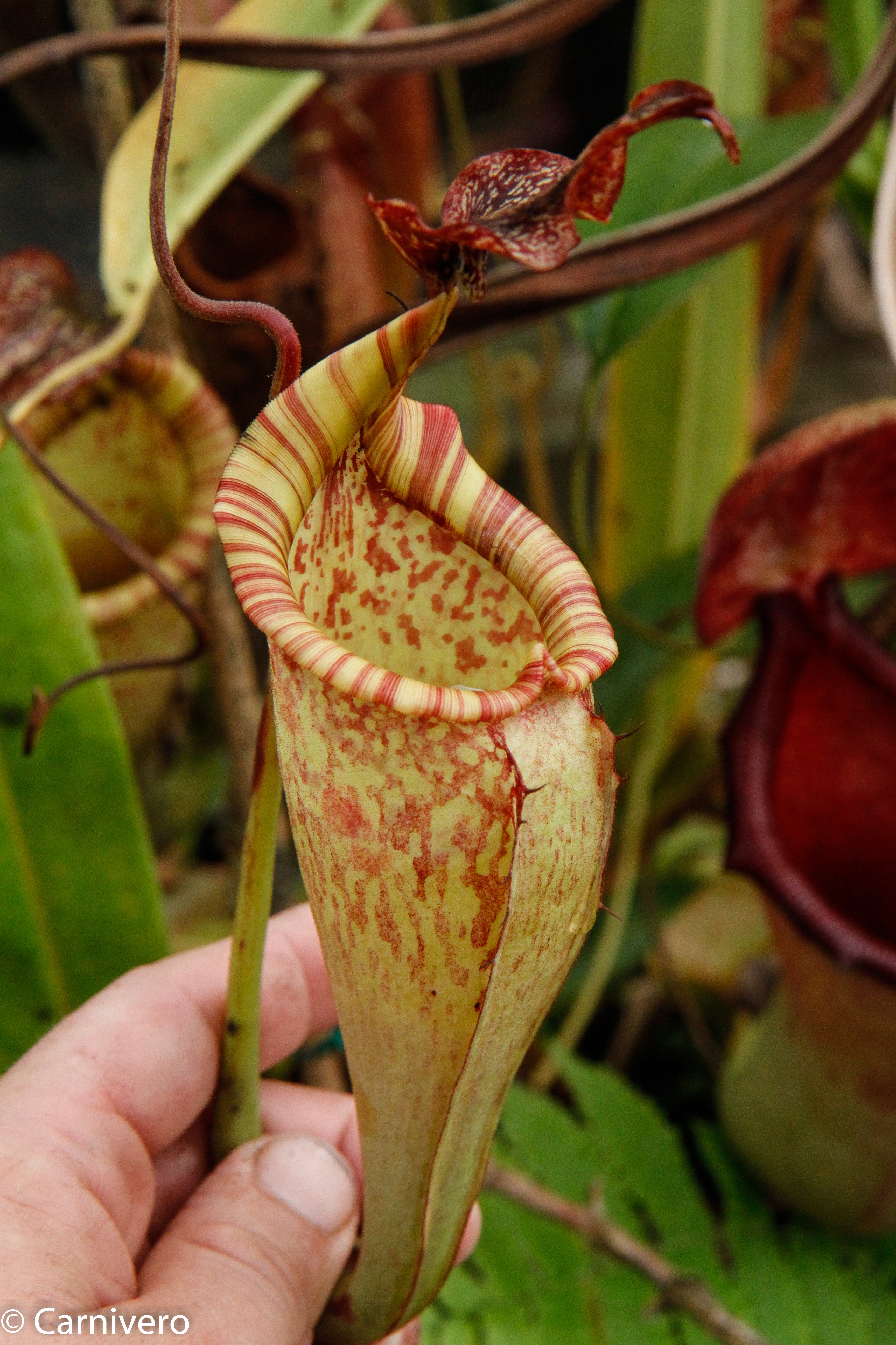 ポノゾ Nepenthes maxima, BE-3067 – Carnivero
